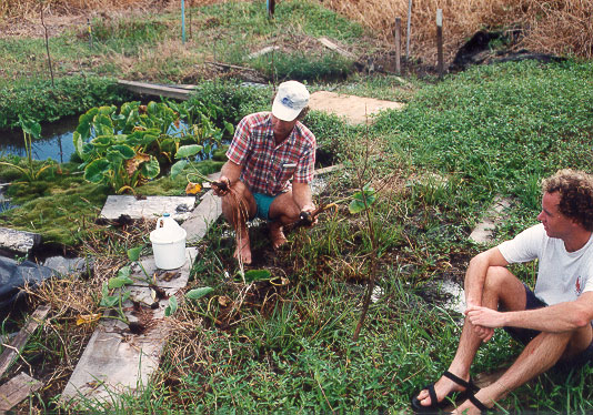 swampchiataroplanting2-95.jpg